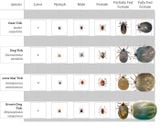 Bình xịt trị ve trị bọ chét, ve, chấy, giận ghẻ cho chó mèo Hantox Spray 300ml