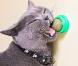 Cỏ mèo catnip/Catmint dạng viên gắn lên tường cho mèo