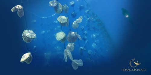 nhung chu trai dang duoc nuoi duong tai trai nuoi o hon tam – nha trang cua hoang gia pearl