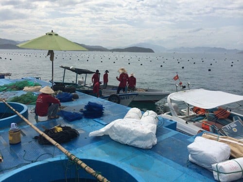 ngoc trai cua cong ty ngoc trai hoang gia duoc nuoi cay va khai thac truc tiep ngay tai he thong trai nuoi cua minh ngoai bien nha trang, con dao