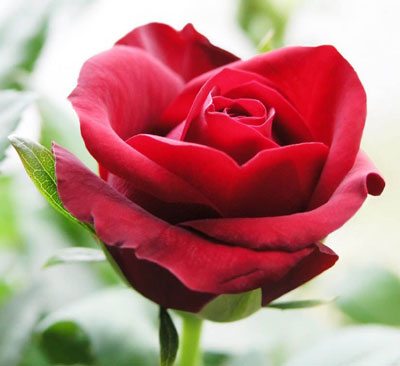 Ngọc trai quý tặng mẹ - Vu Lan Ngoc trai quy tang me - Vu Lan