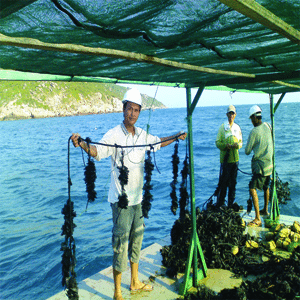 Nghe nuoi ngoc trai