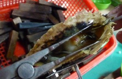 Kỹ thuật cấy ngọc trai