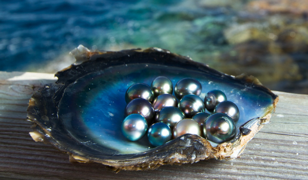 Ngọc trai biển – Báu vật trang sức đến từ đại dương 1