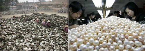 Hàng ngàn tấn ngọc trai nước ngọt của Trung Quốc được khai thác và đưa vào xử lý hóa chất Phan-biet-ngoc-trai-bien-va-ngoc-trai-song-07