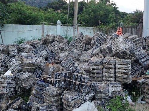 Cho đến nay, những viên ngọc trai trống đồng vẫn là sản phẩm độc quyền mang thương hiệu Ngọc Trai Hoàng Gia. Được biết, quy trình nuôi cấy trai ngọc bắt đầu từ trai nhỏ chưa được cấy nhân sẽ được nuôi trong những chiếc lồng dày.