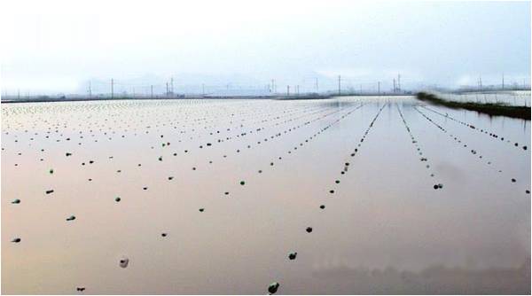 Tại Việt Nam, ngành công nghiệp nuôi cấy ngọc trai nước ngọt không phát triển mạnh, chủ yếu tập trung tại một số tỉnh miền Tây. Chất lượng ngọc trai nước ngọt của Việt Nam được đánh giá cao hơn hẳn các nước trong cùng khu vực Phan-biet-ngoc-trai-bien-va-ngoc-trai-song-08