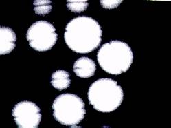 chup hinh ngoc trai trang suc