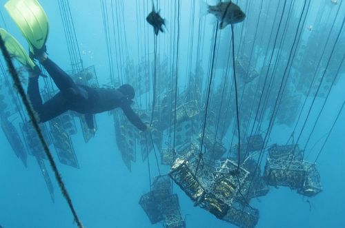 ngọc trai vàng iv nuoi cay ngoc trai trang suc vang