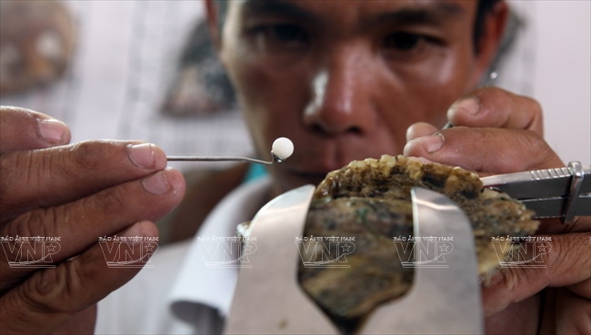 Du khách được chứng kiến các công đoạn nuôi, cấy phôi ngọc vào trai từ những người thợ nuôi trai cấy ngọc.