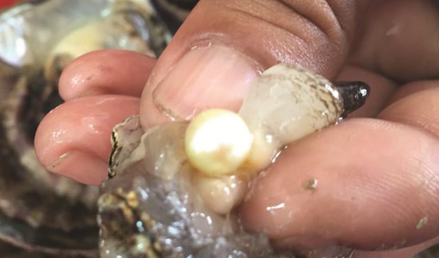 Tach trai lay ngoc tai hoang gia pearl farm