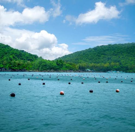 trai nuoi cay ngoc trai Con dao