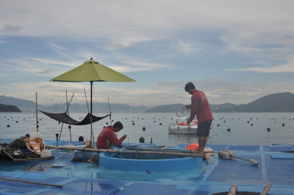 Trại nuôi cấy ngọc trai trai nuoi cay ngoc trai