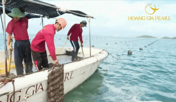 Không chỉ làm mới bằng những thiết kế đẳng cấp, phù hợp theo phong cách làm đẹp của phụ nữ Việt. Trang sức thương hiệu ngọc trai Hoàng Gia Pearl còn chú ý đầu tư trong kỹ thuật nuôi cấy để tạo ra những viên ngọc đẹp với ánh màu quý, hoàn hảo, tự nhiên. Trại nuôi ngọc trai của Hoàng Gia Pearl rộng hàng trăm ha tại Vạn Ninh, Khánh Hòa, ngọc trai tại đây được nuôi cấy theo công nghệ tiên tiến nhất của thế giới. Trang suc thuong hieu ngoc trai Hoang Gia Pearl chu y dau tu trong ky thuat nuoi cay de tao ra nhung vien ngoc dep, quy, hoan hao va tu nhien