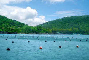trai nuoi ngoc trai o phu quoc