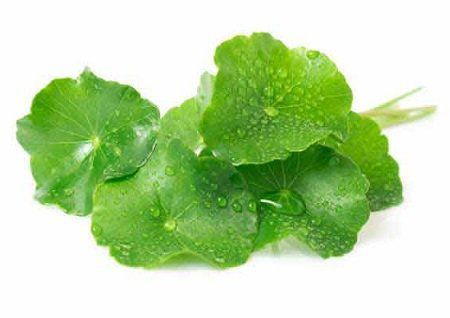 Rau má lá lớn 200gr Genshai Fresh