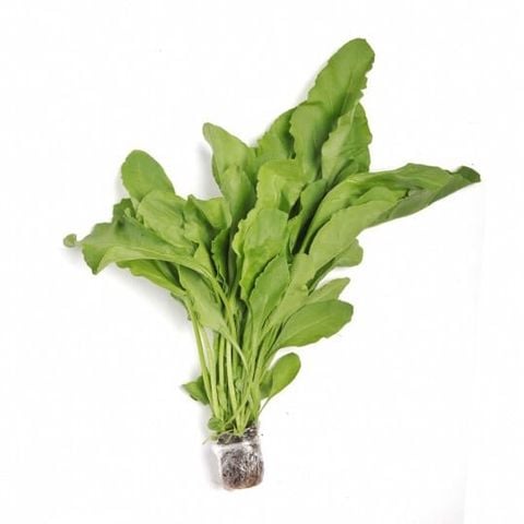 Bó xôi Genshai Fresh thủy canh 300gr