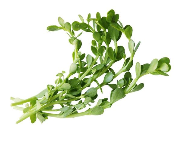 Rau đắng Genshai Fresh 150gr