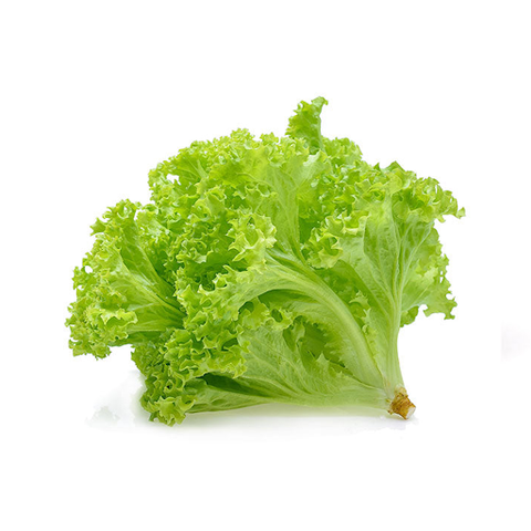 Salad batavia thủy canh Genshai Fresh 200gr