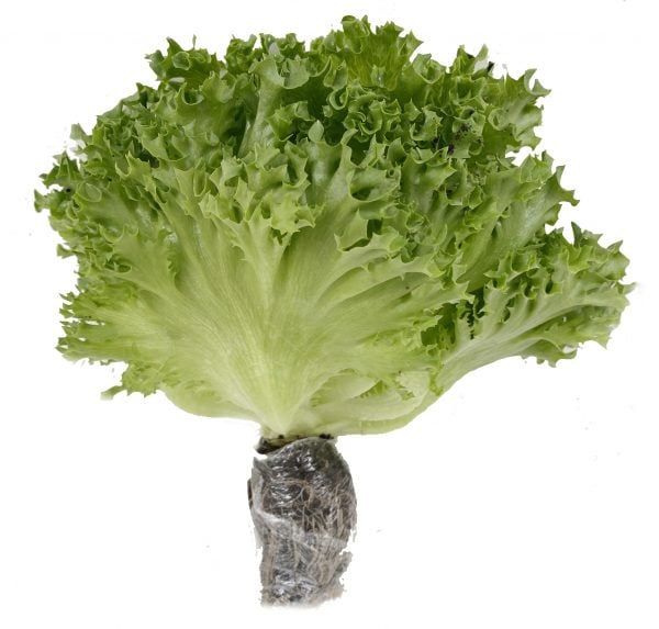 Xà lách thủy tinh Genshai Fresh thủy canh  200gr