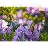 Ống kính Viltrox AF 85mm f/1.8 II FE for Sony-E, Mới 100% (Chính Hãng)