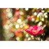 Ống kính Viltrox AF 85mm f/1.8 II XF for Fujifilm, Mới 100% (Chính Hãng)