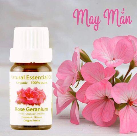 Tinh Dầu Hữu Cơ Hồng Phong Lữ - Eco Rose Geranium Essential Oil - tinh dầu xông nhà, tinh dầu thơm nhà