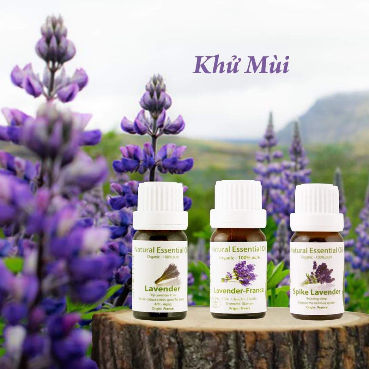 Cao tinh dầu Oải hương - Lavender Balm