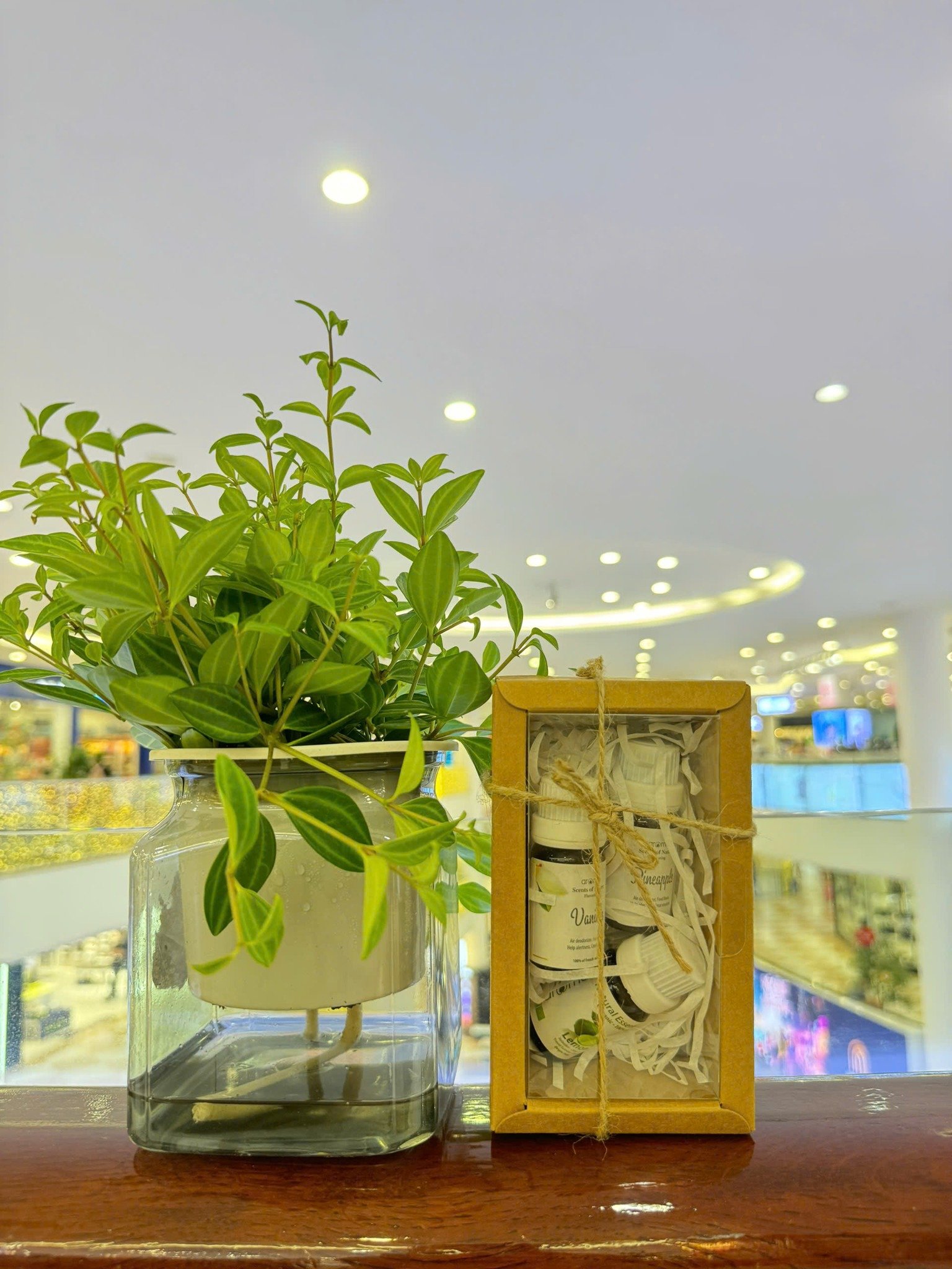 Combo Chữa Lành Tự Nhiên – Đánh Thức Năng Lượng Sống Từ Thiên Nhiên | Aroma Việt Nam