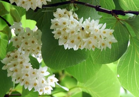 Nước hoa thiên nhiên Rượu, chanh vàng , Hoa mẫu đơn, cherry - Candies perfume