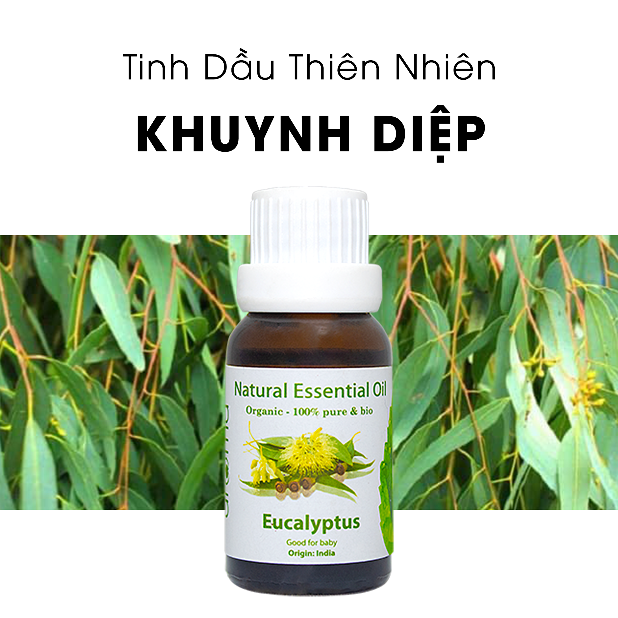 Tinh Dầu Thiên Nhiên Khuynh diệp - Eucalyptus Essential Oil - tinh dầu xông nhà, tinh dầu thơm nhà