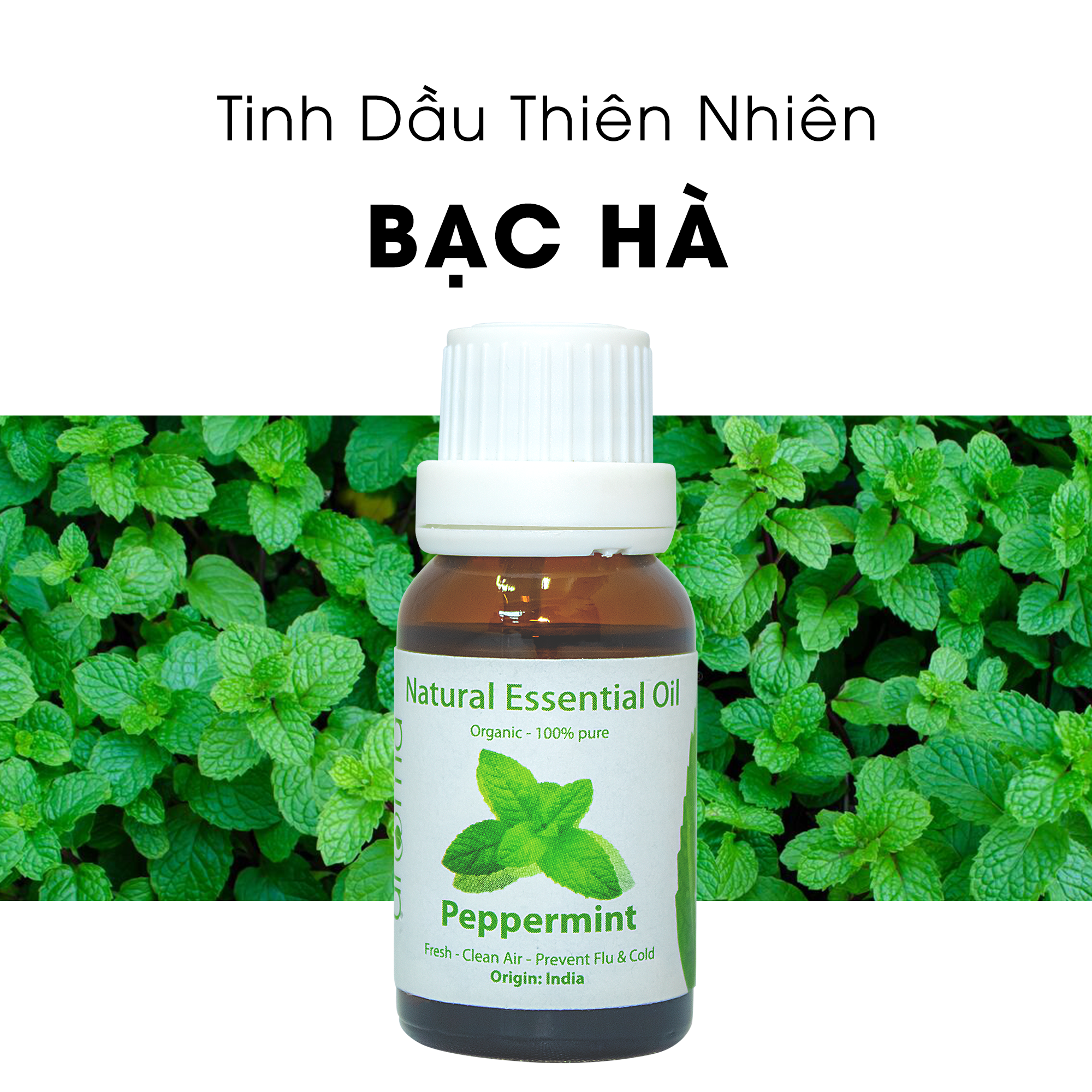 Tinh Dầu Thiên Nhiên Bạc Hà Ấn - Peppermint Essential Oil - Tinh dầu bạc hà, tinh dầu xông nhà, tinh dầu thơm nhà