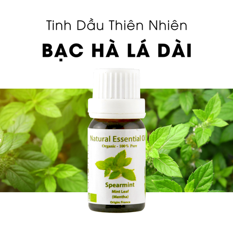 Tinh Dầu Thiên Nhiên Bạc Hà Lá Dài - Spearmint Essential Oil - Tinh dầu bạc hà, tinh dầu xông nhà, tinh dầu thơm nhà