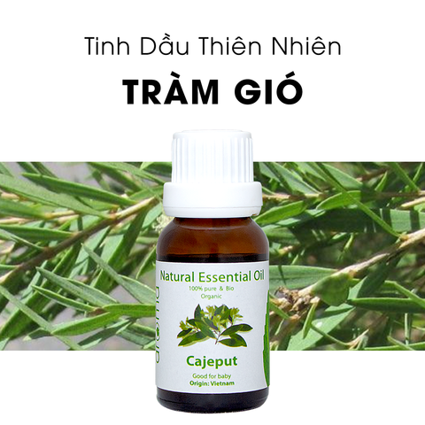 Tinh Dầu Thiên Nhiên Tràm Gió - Cajeput Essential Oil - tinh dầu tràm, tinh dầu xông nhà, tinh dầu thơm nhà