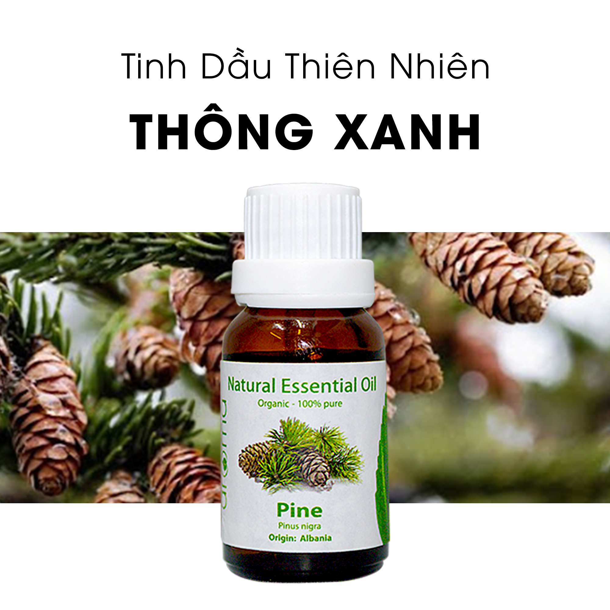 Tinh Dầu Thiên Nhiên Thông Xanh - Pine Essential Oil - tinh dầu xông nhà, tinh dầu thơm nhà