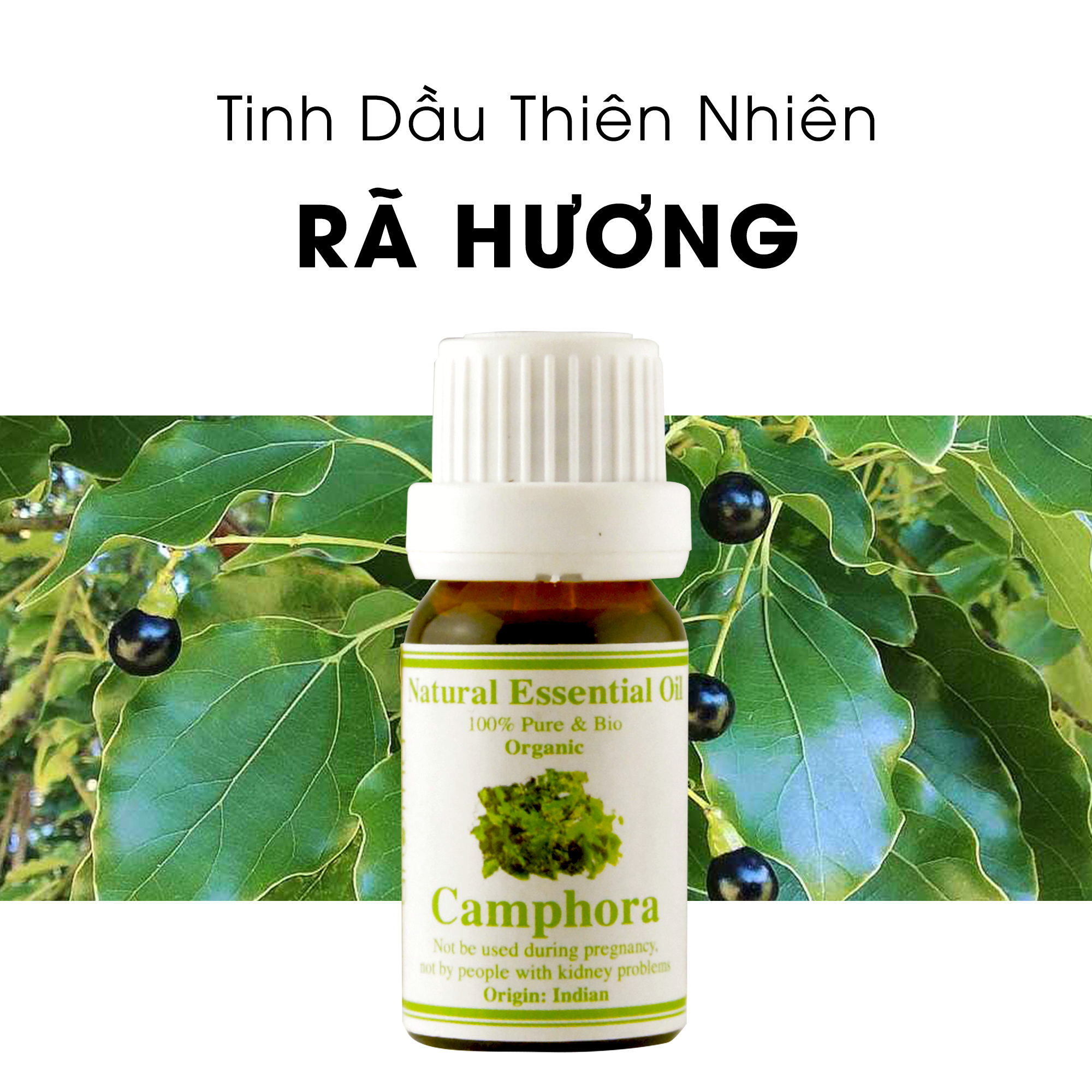 Tinh Dầu Thiên Nhiên Rã Hương - Camphora Essential Oil - tinh dầu xông nhà, tinh dầu thơm nhà