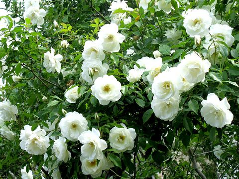 Tinh Dầu Thiên Nhiên Vườn Hoa - Garden's Flower Essential Oil - tinh dầu xông nhà, tinh dầu thơm nhà
