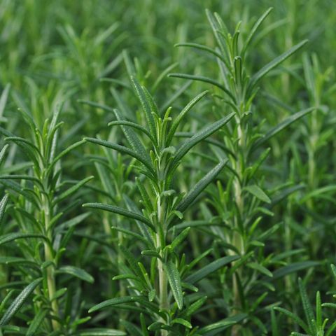 Tinh Dầu Oải Hương Hương Thảo Aroma Lavender Rosemary – Sự Kết Hợp Hoàn Hảo Từ Thiên Nhiên
