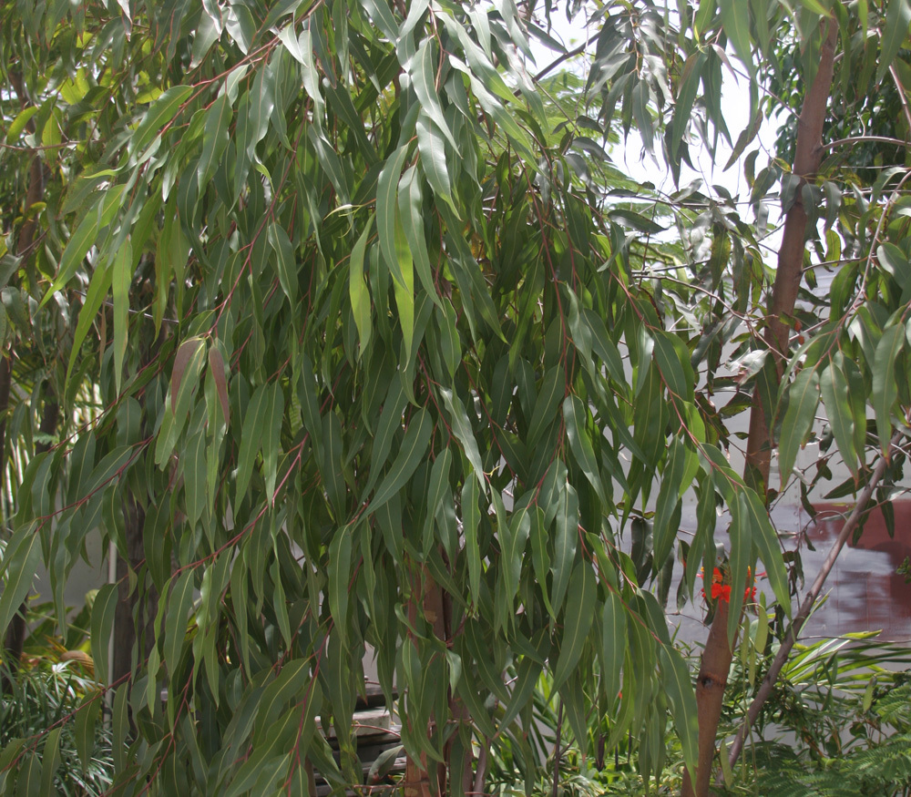 Xà phòng handmade Nhiệt đới Mù U - Tamanu Handcrafted Soap  - Xà phòng thiên nhiên Aroma - Xà phòng thủ công nhiệt đới mù u