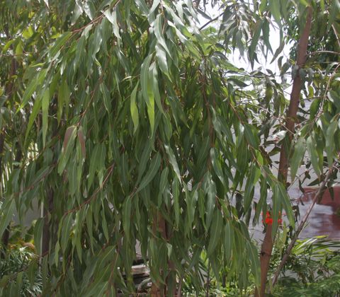 Xà phòng handmade Nhiệt đới Mù U - Tamanu Handcrafted Soap  - Xà phòng thiên nhiên Aroma - Xà phòng thủ công nhiệt đới mù u