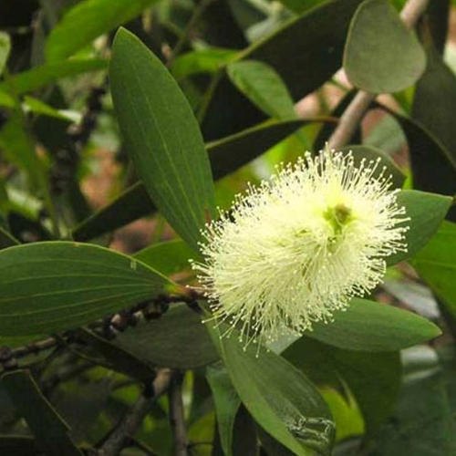 Xà phòng handmade Nhiệt đới Mù U - Tamanu Handcrafted Soap  - Xà phòng thiên nhiên Aroma - Xà phòng thủ công nhiệt đới mù u