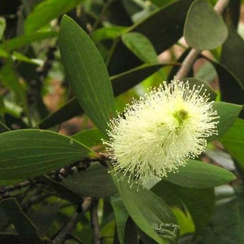 Xà phòng handmade Nhiệt đới Mù U - Tamanu Handcrafted Soap  - Xà phòng thiên nhiên Aroma - Xà phòng thủ công nhiệt đới mù u