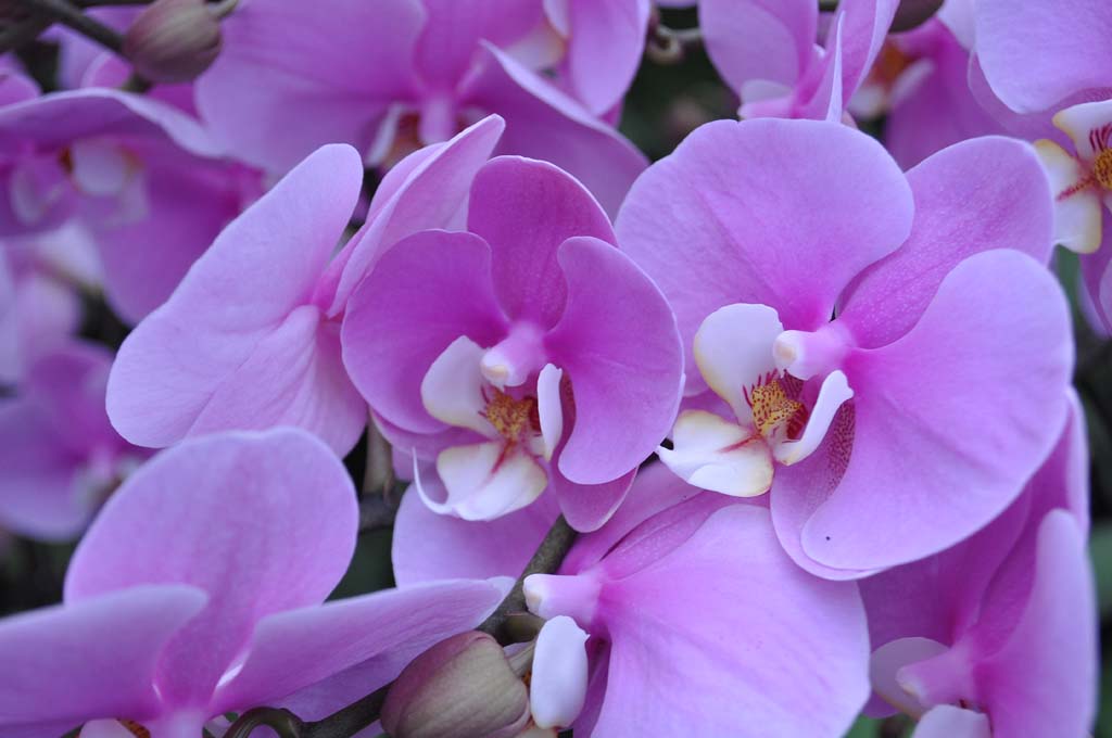 Nước hoa Thiên nhiên Quả lựu , Hoa sen, Hoa phong lan - unisex Sub Lime perfume