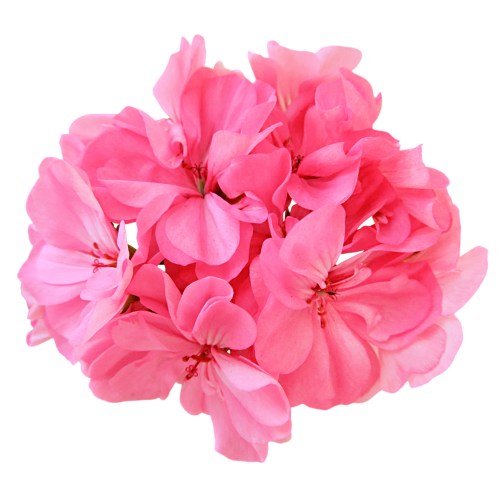 Xà phòng handmade Hồng phong lữ - Rose Geranium Handcrafted Soap -  - Xà phòng thiên nhiên Aroma - Xà phòng thủ công hồng phong lữ