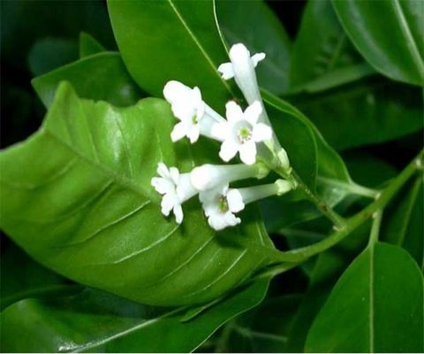 Nước hoa thiên nhiên Ngọc lan tây, Hoa vòi voi , Hoa lài, dạ lý hương - Coccinella perfume