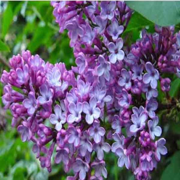 Nước hoa thiên nhiên Tiêu hồng, Cam bergamot, Quýt - Guly perfume