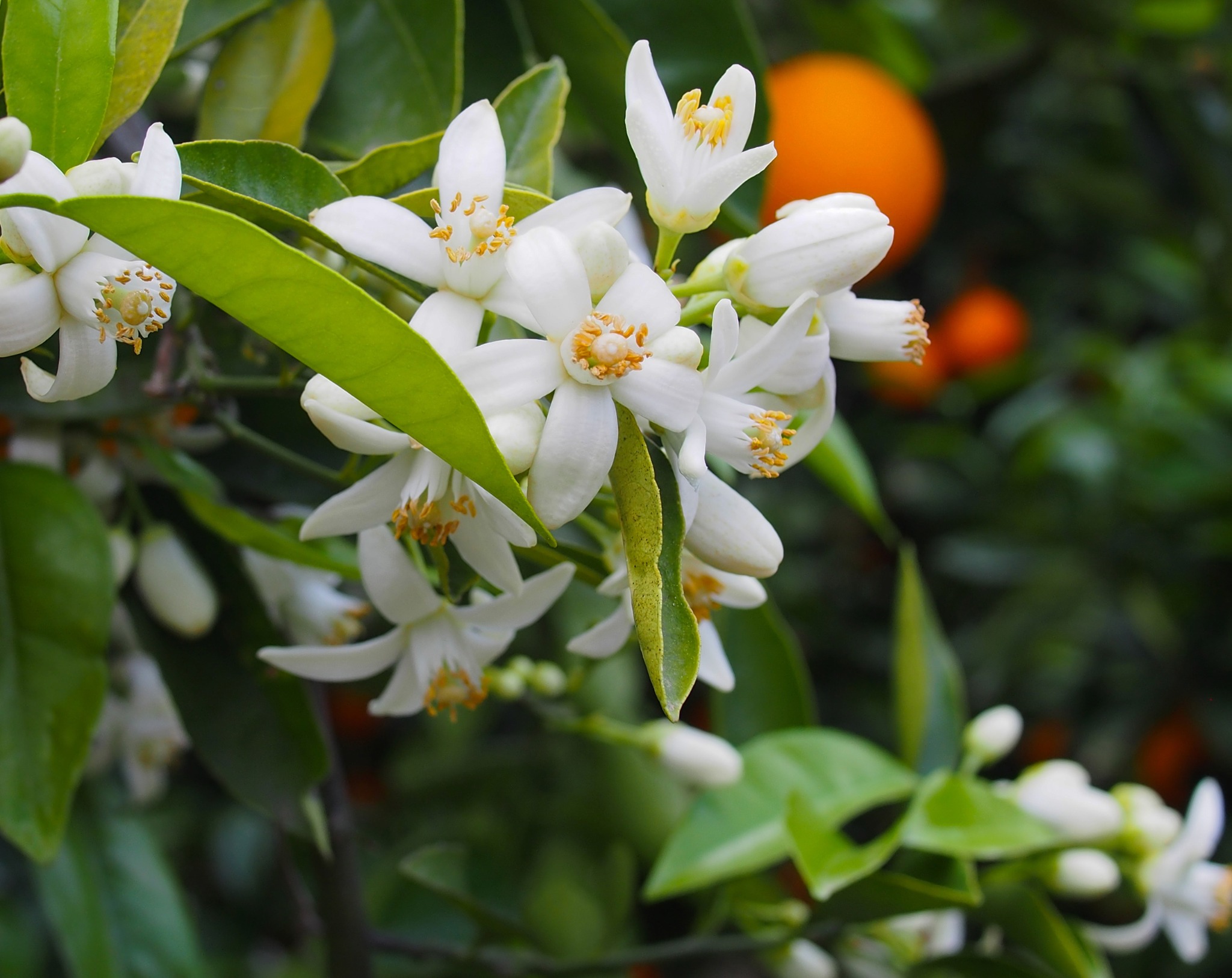 Tinh Dầu Thiên Nhiên Hoa Cam - Neroli Essential Oil - tinh dầu xông nhà, tinh dầu thơm nhà