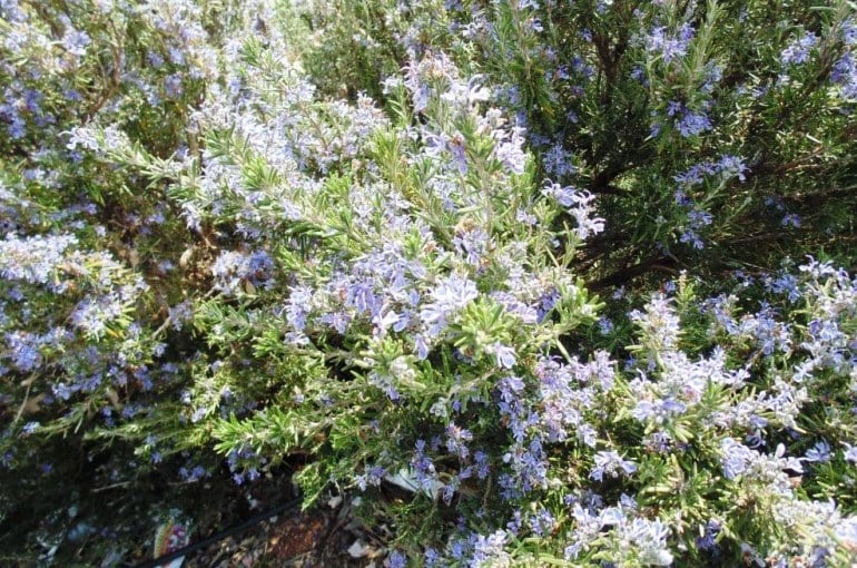 Tinh Dầu Hữu Cơ Hương Thảo Pháp - Eco Rosemary Essential Oil - tinh dầu xông nhà, tinh dầu thơm nhà