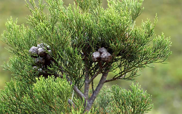 Nước hoa thiên nhiên chanh vàng, cam hương , Lài, hoa cam - Jasmine bergamote