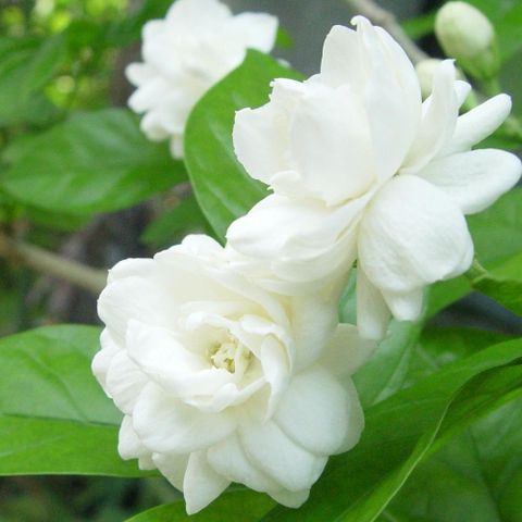 Tinh Dầu Thiên Nhiên Lài 25/75 - Jasmine Essential Oil - tinh dầu xông nhà, tinh dầu thơm nhà